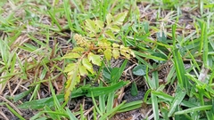 Koelreuteria elegans