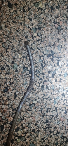 Northern Small-eyed Snake