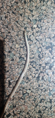 Northern Small-eyed Snake