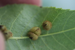 Caryomyia holotricha