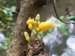 Colea