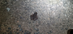Litoria coplandi