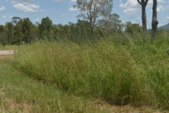 Themeda quadrivalvis