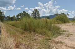 Themeda quadrivalvis