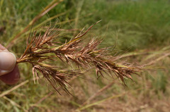 Themeda quadrivalvis