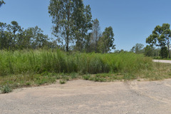 Themeda quadrivalvis