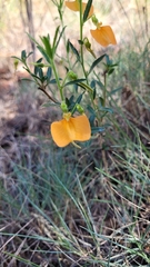 Pigea aurantiaca