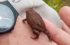 Breviceps