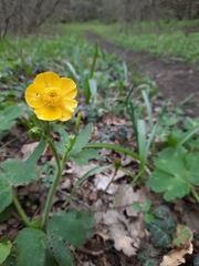 Ranunculus constantinopolitanus