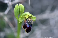 Blitopertha lineolata