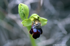 Blitopertha lineolata