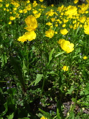 Ranunculus pedatus