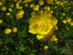 Ranunculus pedatus