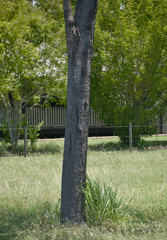 Corymbia clarksoniana