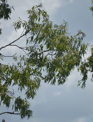 Corymbia clarksoniana