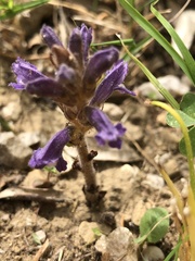 Phelipanche nana