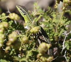 Podarcis waglerianus