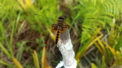 Urothemis