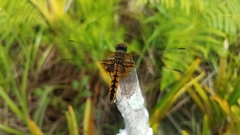 Urothemis