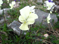 Viola etrusca