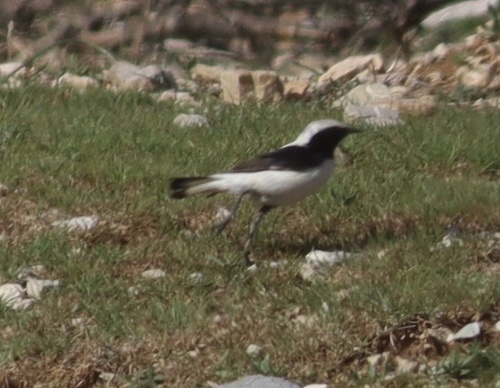 Finsch's Wheatear (Oenanthe finschii), photo 6