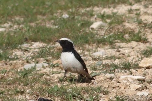 Finsch's Wheatear
