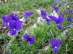 Viola etrusca