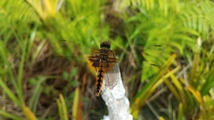 Urothemis