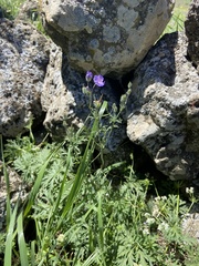 Geranium libanoticum