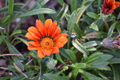 Gazania linearis