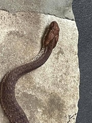 Acanthophis antarcticus