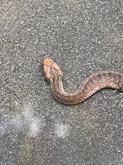 Acanthophis antarcticus