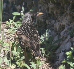 Sturnus vulgaris