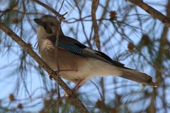 Garrulus glandarius