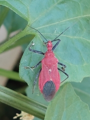Cutocoris russatus