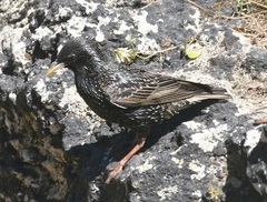 Sturnus vulgaris