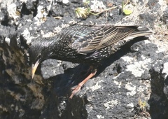 Sturnus vulgaris