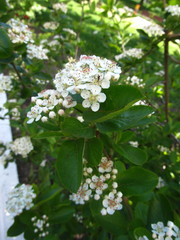 Aronia mitschurinii
