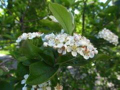 Aronia mitschurinii