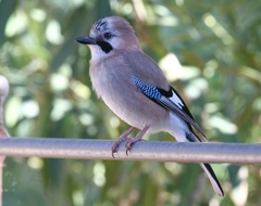 Garrulus glandarius