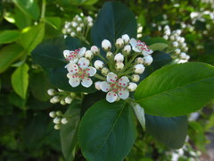 Aronia mitschurinii