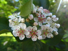 Aronia mitschurinii