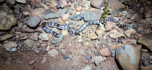 Northern Shovel-nosed Snake