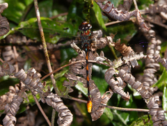 Dromaeschna weiskei