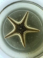 Dipsacaster pretiosus