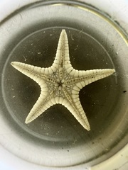 Dipsacaster pretiosus