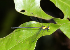 Austroargiolestes aureus