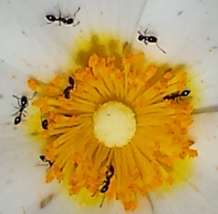 Monomorium ergatogyna