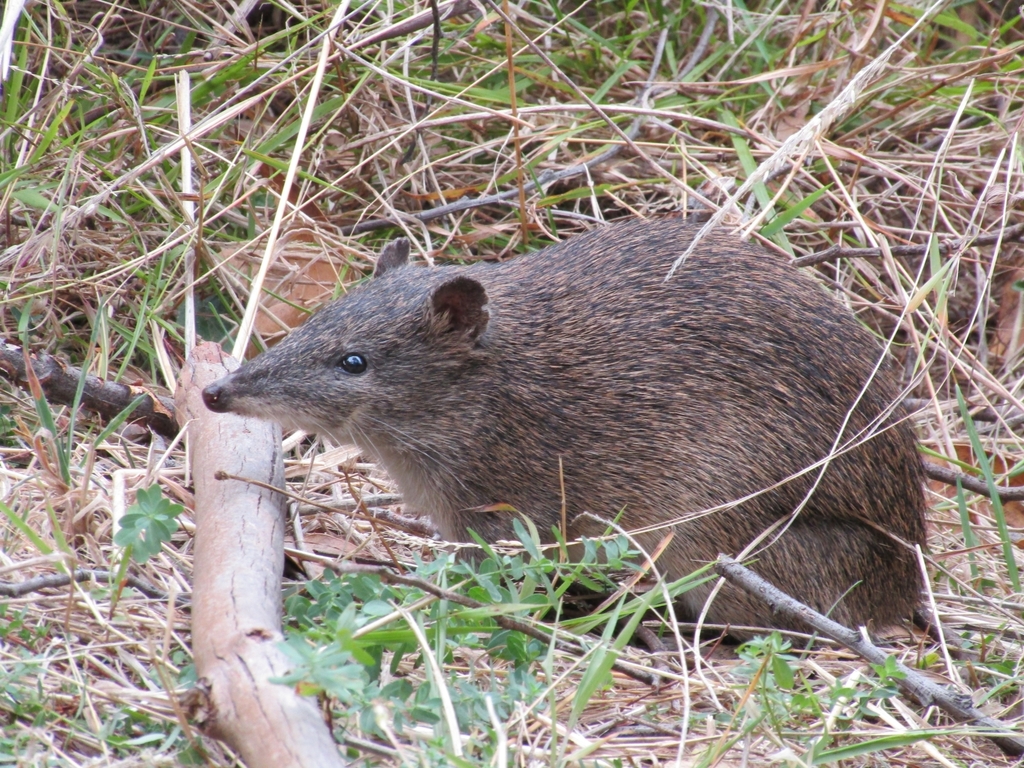Southern Brown Bandicoot