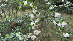 Magnoliopsida